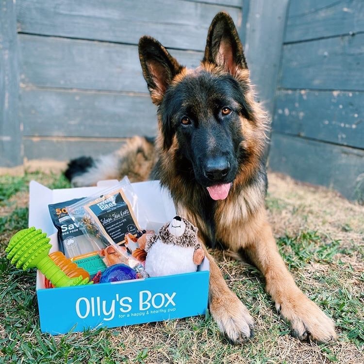 Harley with his Olly's Box