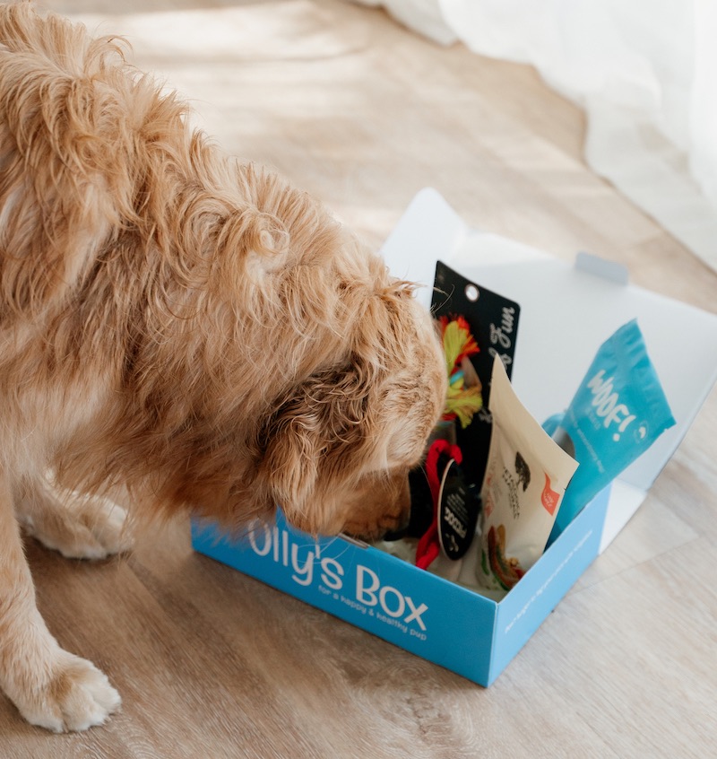 Dog sitting next to his Olly's Box