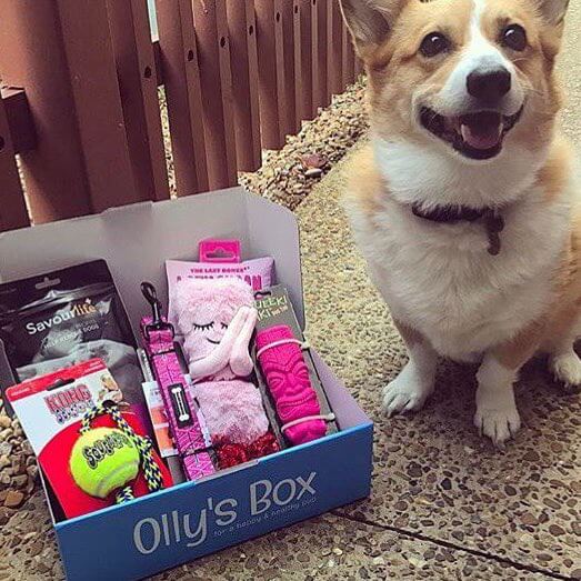 Corgy with her Olly's Box
