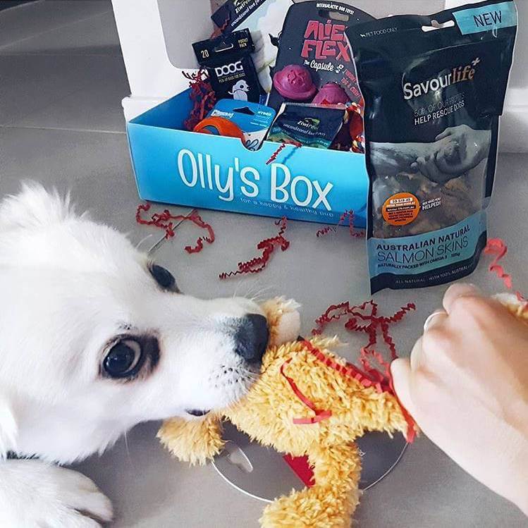 Pup with Olly's Box and toy in mouth